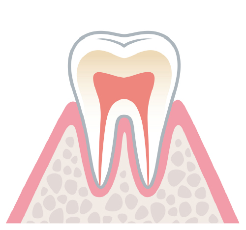 健康な歯と歯ぐき